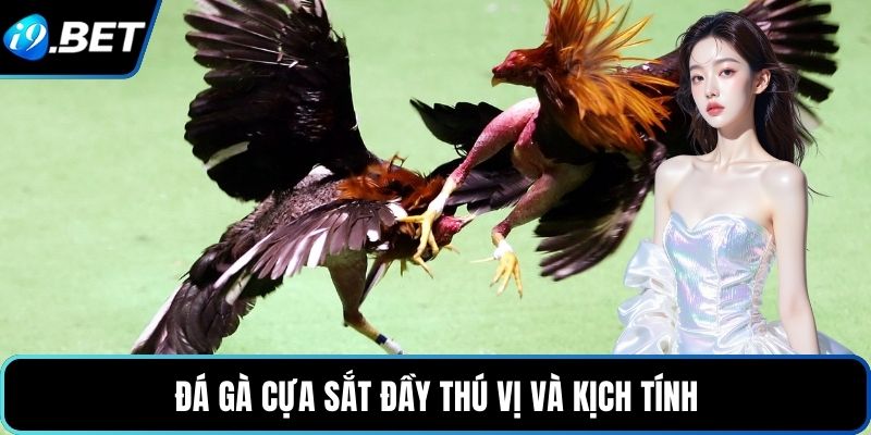 Đá gà cựa sắt đầu thú vị và kịch tính