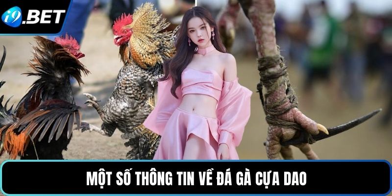 Một số thông tin về đá gà cựa dao