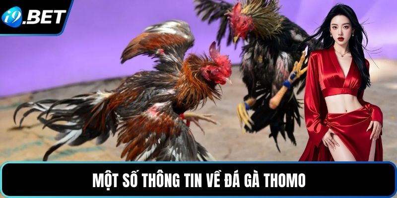 Một số thông tin về đá gà Thomo
