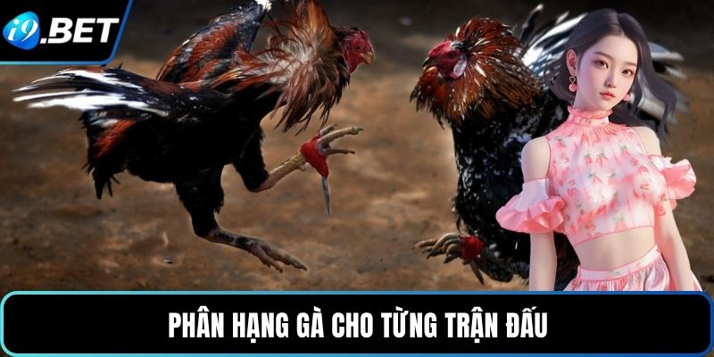 Phân hạng gà cho từng trận đấu