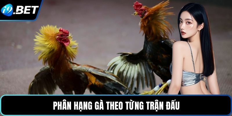 Phân hạng gà theo từng trận đấu